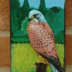 Kestrel on the Door