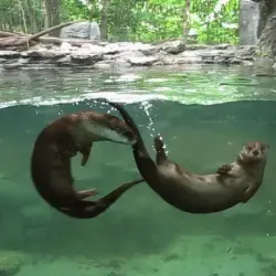 Otters original photo by Animals R Forever